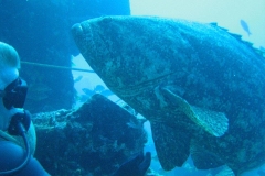 grouper-2